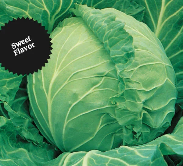 Cabbage Seeds 200+ Heirloom Copenhagen Market NON-GMO Brassica oleracea
