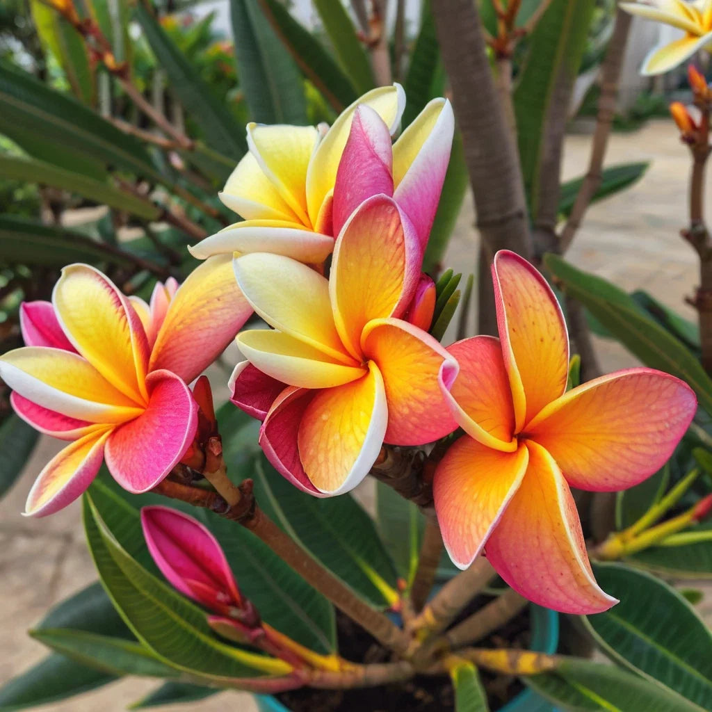 Blush Orange Plumeria Seeds - 5 Pack Tropical Flower Seeds, Perennial, Plumeria rubra for Garden, Pot, Landscape