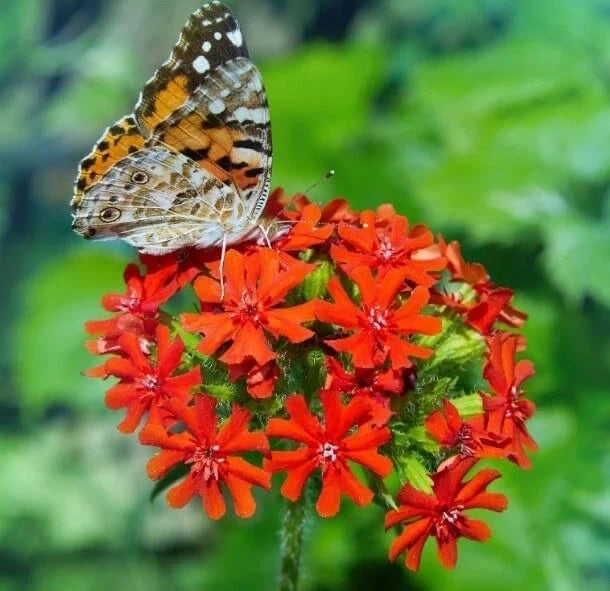Maltese Cross Flower Seeds - Red Perennial Lychnis chalcedonica, 50 Pack for Garden Planting