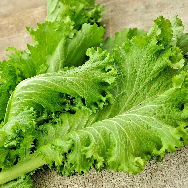 Giant Curled Mustard Seeds - Heirloom Brassica juncea Vegetable Garden Greens - Easy to Grow, Nutrient-Rich Greens Seed Packet