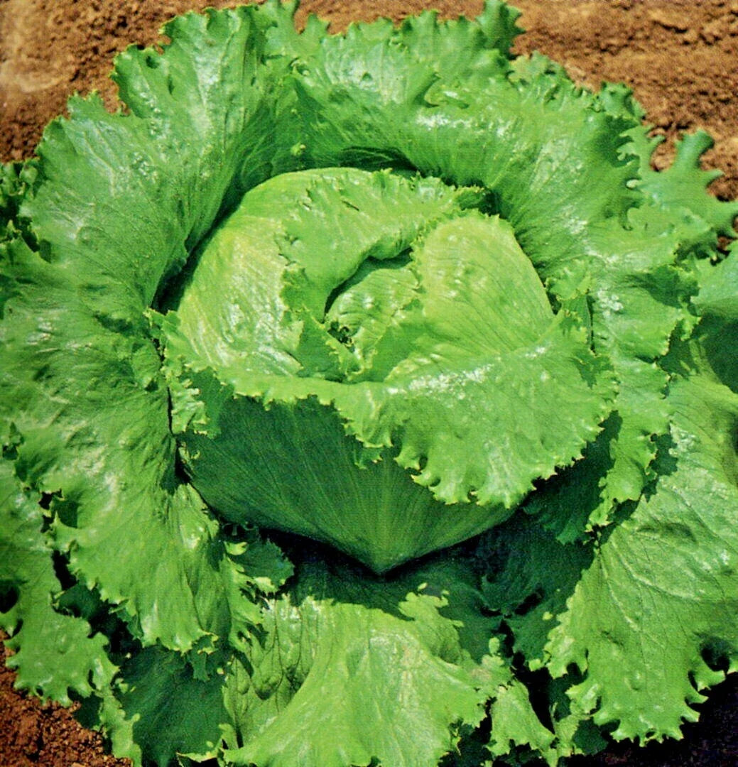 Great Lakes Batavian Head Lettuce Seeds – Organic Pack of 600+ Lactuca sativa for Container & Garden Growth