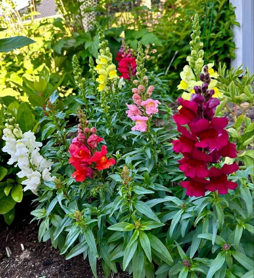 Snapdragon Seeds - Maximum Mix, 200 Seeds, Antirrhinum majus, Vibrant Flowering Annual for Borders & Containers