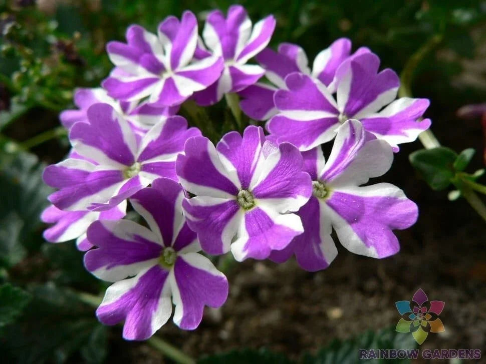 Ivy Leaf Geranium Seeds - 25+ Purple & White Pelargonium peltatum for Containers & Garden Beds