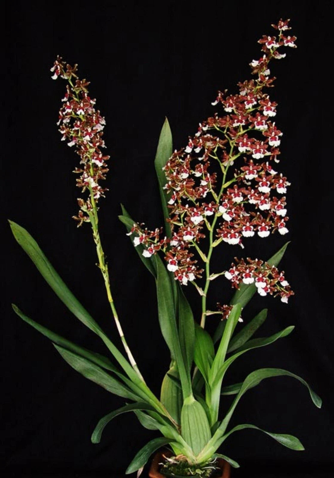 Oncidium Pacific Pagan 'Kilauea' Orchid Plant in 2.5" Pot, Bright Yellow and Red Blooms, Indoor Orchid, Easy Care