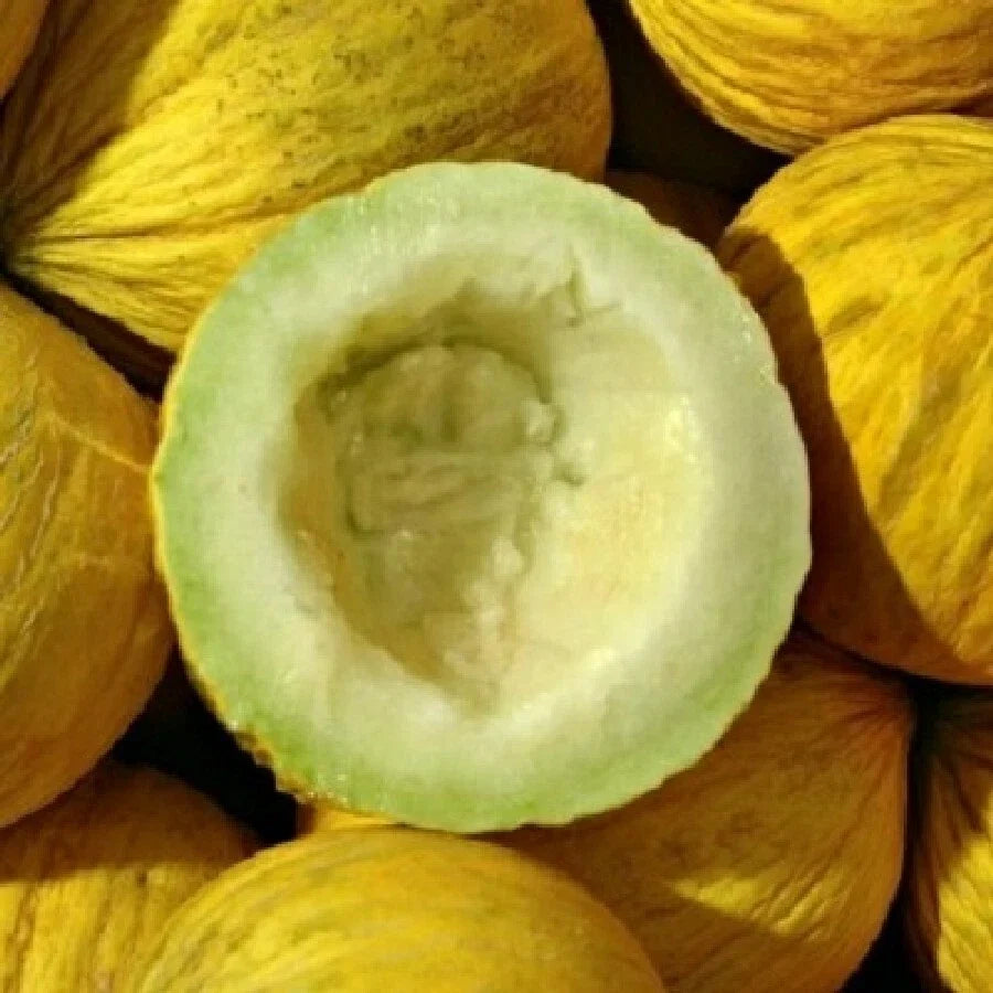 Golden Beauty Casaba Melon Seeds - Non-GMO Yellow Fruit, Cucumis melo, Pack of 25+ Seeds, USA Grown