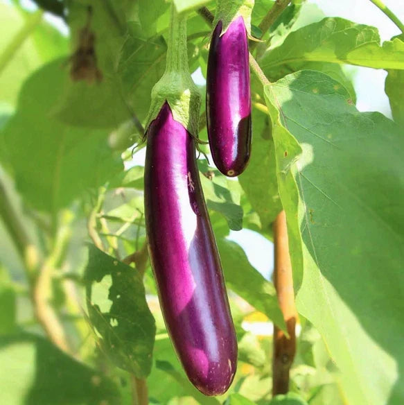 Long Purple Eggplant Seeds | Heirloom Italian Aubergine | Solanum melongena | Gourmet Vegetable Seeds for Container & Garden