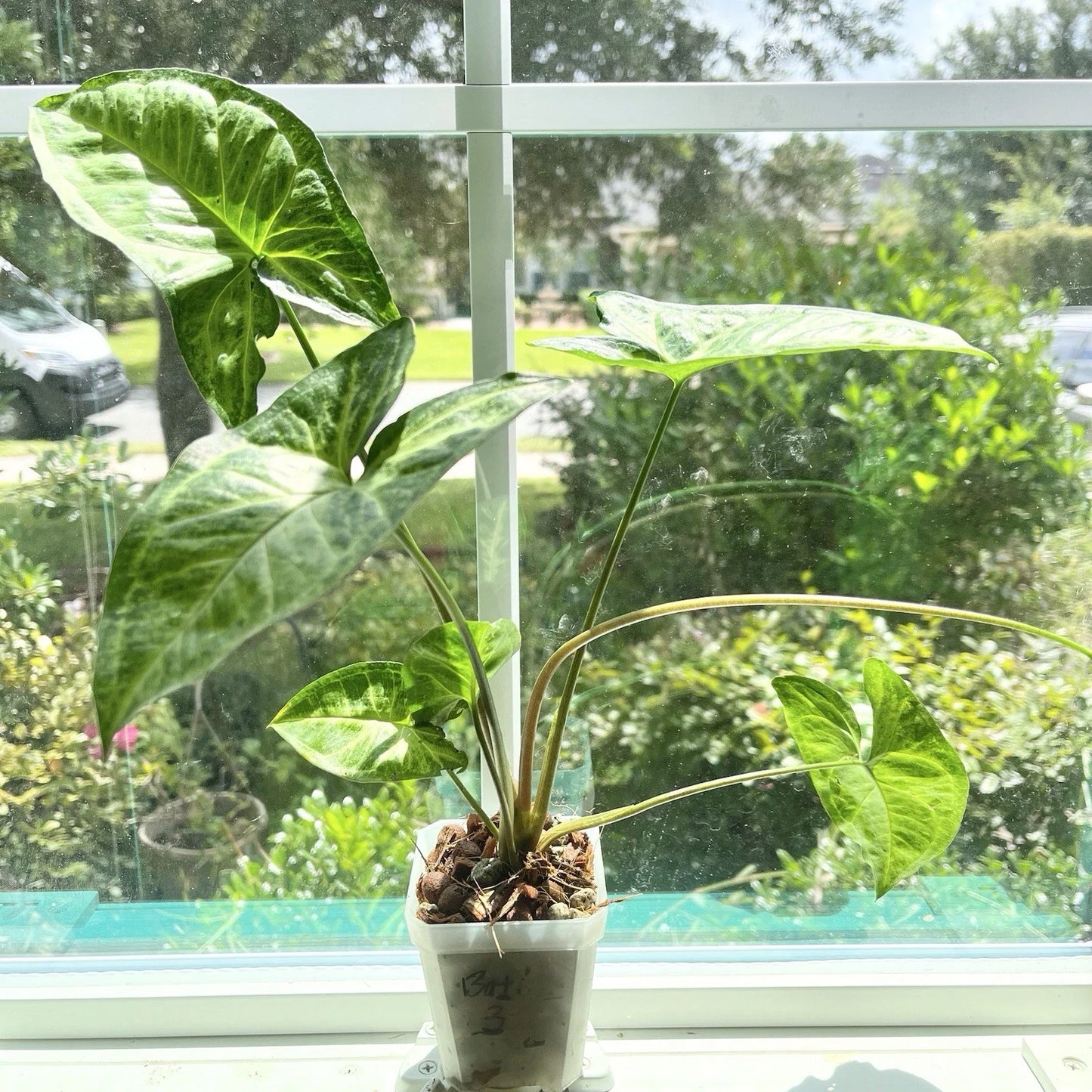 Syngonium Plant Potted Rooted Batik Variety Indoor Houseplant Syngonium podophyllum
