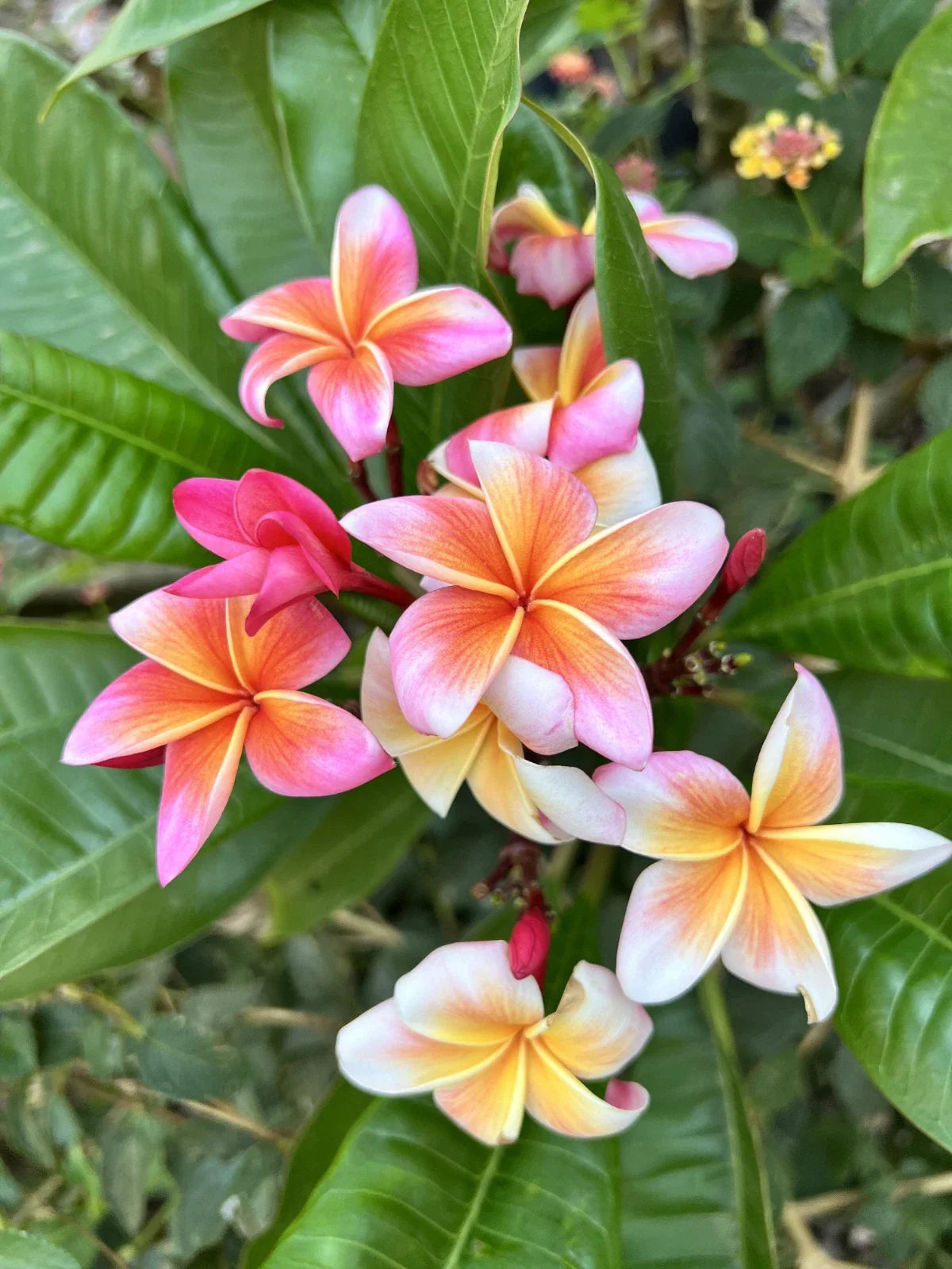 Plumeria Cutting with 2 Grow Tips – Whirlwind Variety – Fresh Plant Propagation – Tropical Fragrant Flowering Plant
