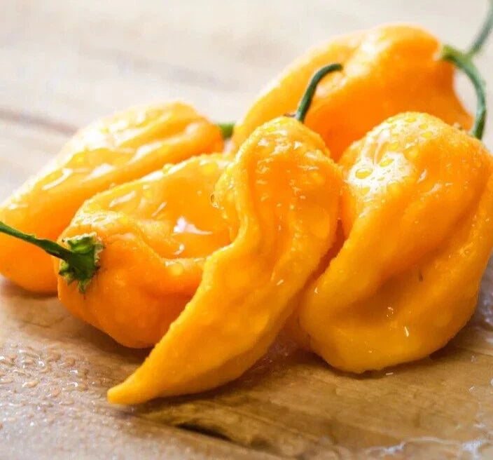 Fresh Sweet Yellow Habanero Pepper Seeds - 20 Capsicum chinense, Mild Heat, Culinary, Garden Planting