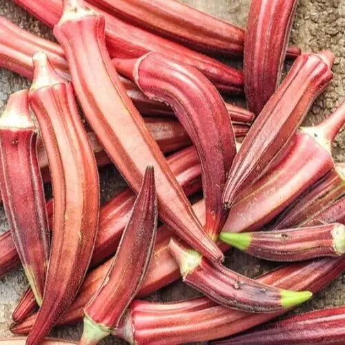 Jing Orange Okra Seeds - 30+ Non-GMO Summer Vegetable Seeds for Asian Gardens