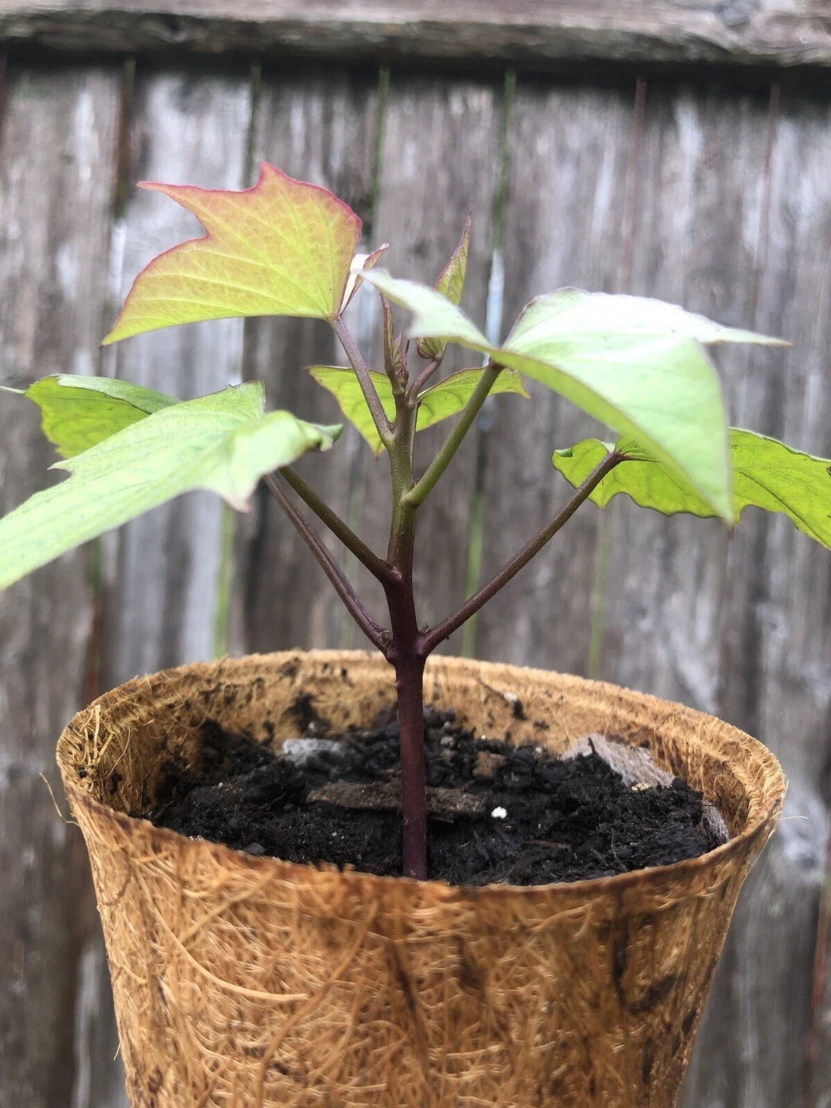 Rooted Purple Sweet Potato Plants - 3 Pack in Coir Pots | Ipomoea batatas | Live Garden Plants for Containers & Gardens