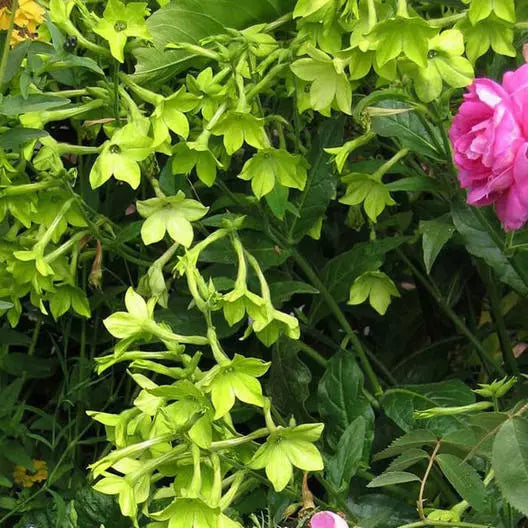 Tobacco Seeds 500 Pack - Lime Green Nicotiana alata Non-GMO Annual for Part-Shade Gardens & Containers
