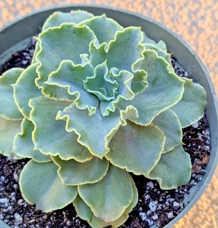 Echeveria Blue Frills 6" Diameter Potted Plant - Large Mature Succulent