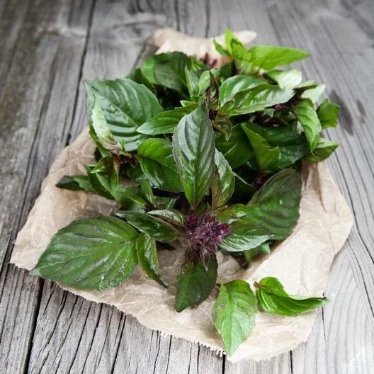 Thai Basil Seeds - 500 Non-GMO Herb Seeds for Container Gardening, Edible Asian Cooking, Ocimum basilicum var. thyrsiflora