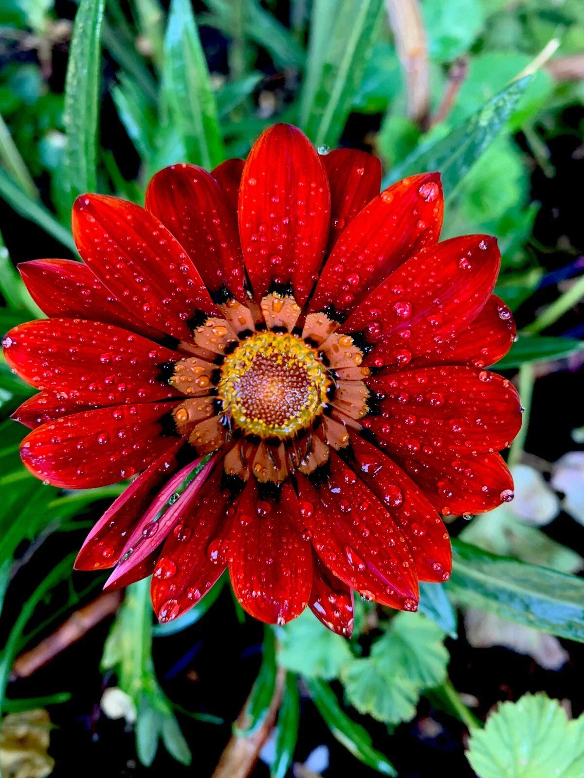 Gazania Rigens Red Potted Plant - Hardy, Drought-Tolerant Perennial Flower
