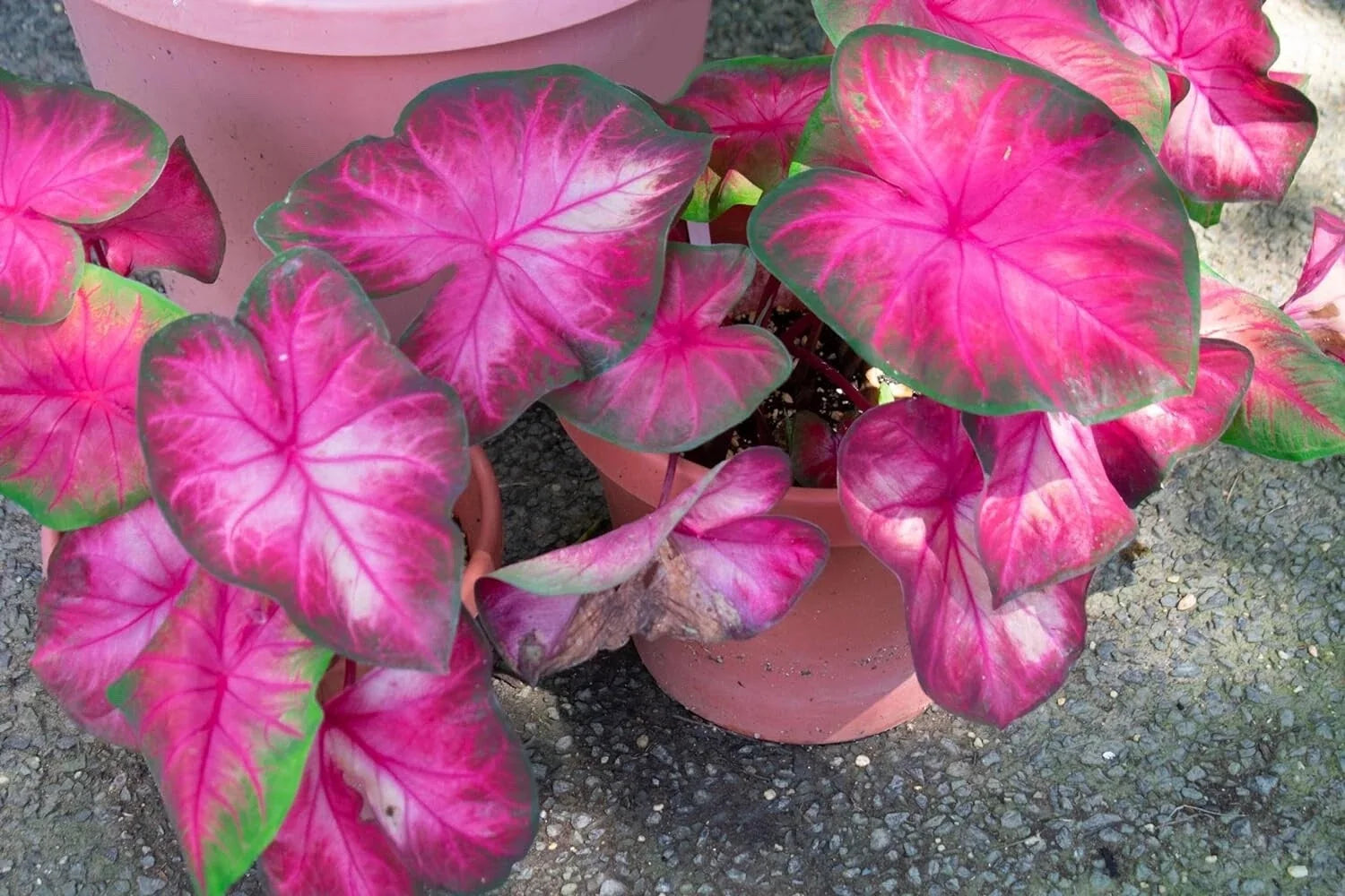 Caladium Bulbs 6 Pack Rosebud Variety for Planting – Caladium bicolor Perennial Foliage Bulbs