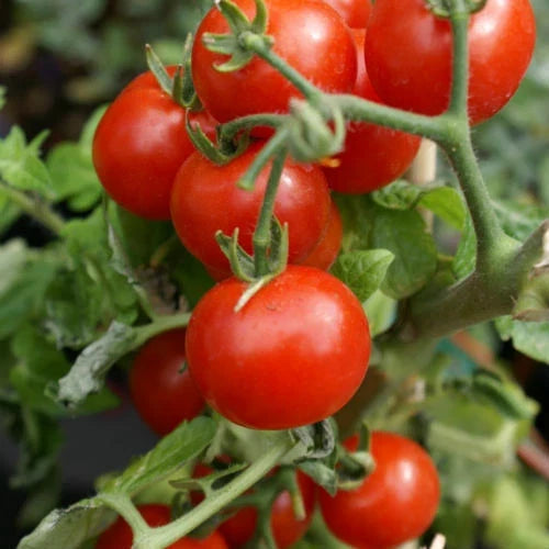 Cherry Tomato Seeds - Large Red Heirloom Non-GMO Solanum lycopersicum, Bountiful Harvest, Container & Garden Planting