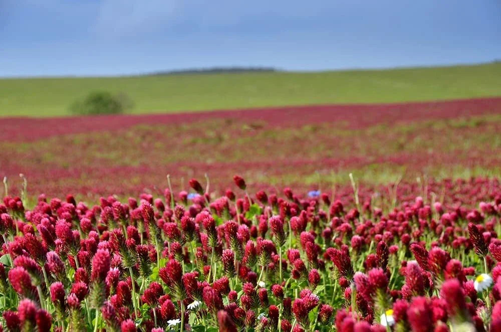 Crimson Clover Seeds - Organic Non-GMO Cover Crop Trifolium incarnatum 1 lb