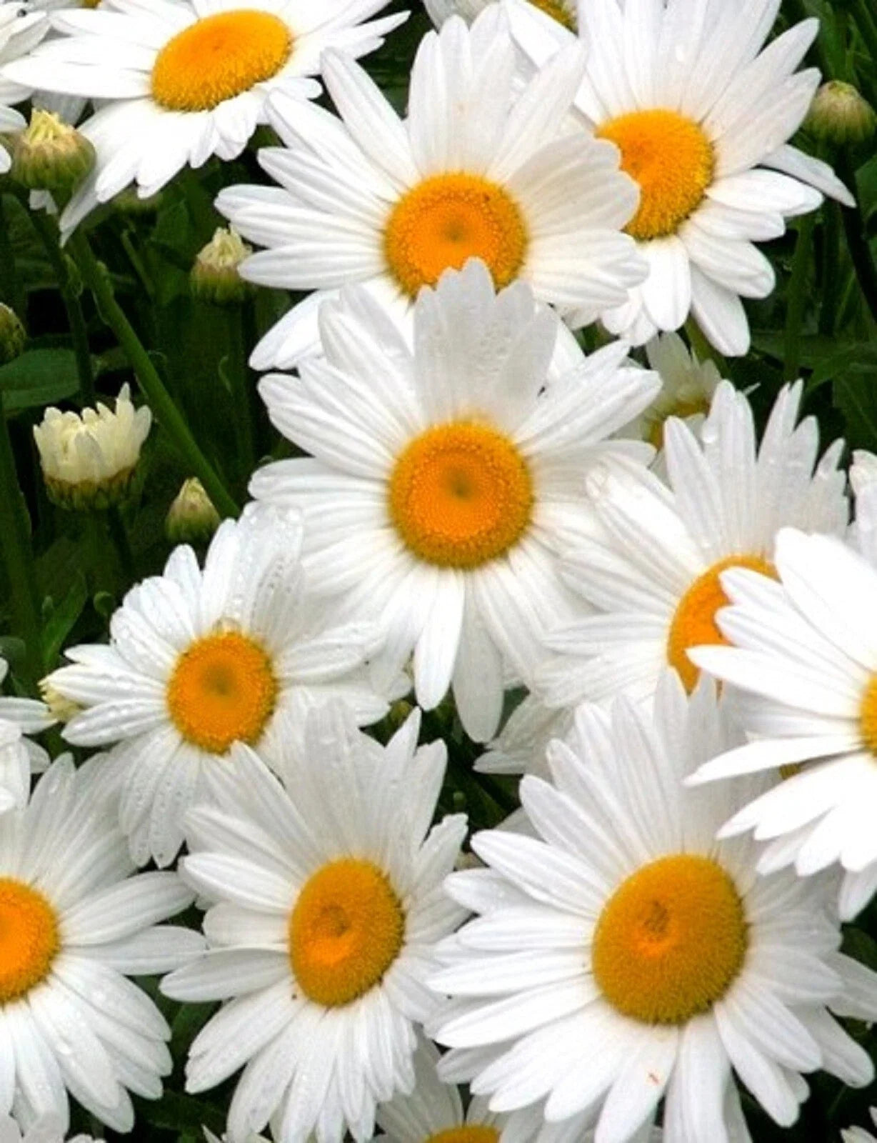 Alaska Shasta Daisy Seeds - Non-GMO Leucanthemum superbum Flower Seeds for Garden Planting, Perennial, White Blooms