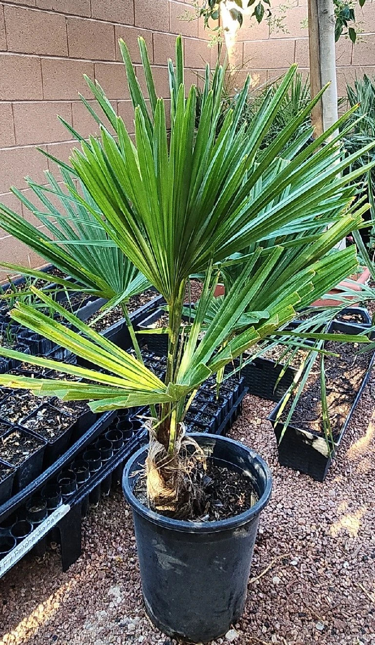 Windmill Fan Palm Tree Live Plant, Trachycarpus fortunei, 34-38 inches, Mature Indoor Outdoor Tropical Plant