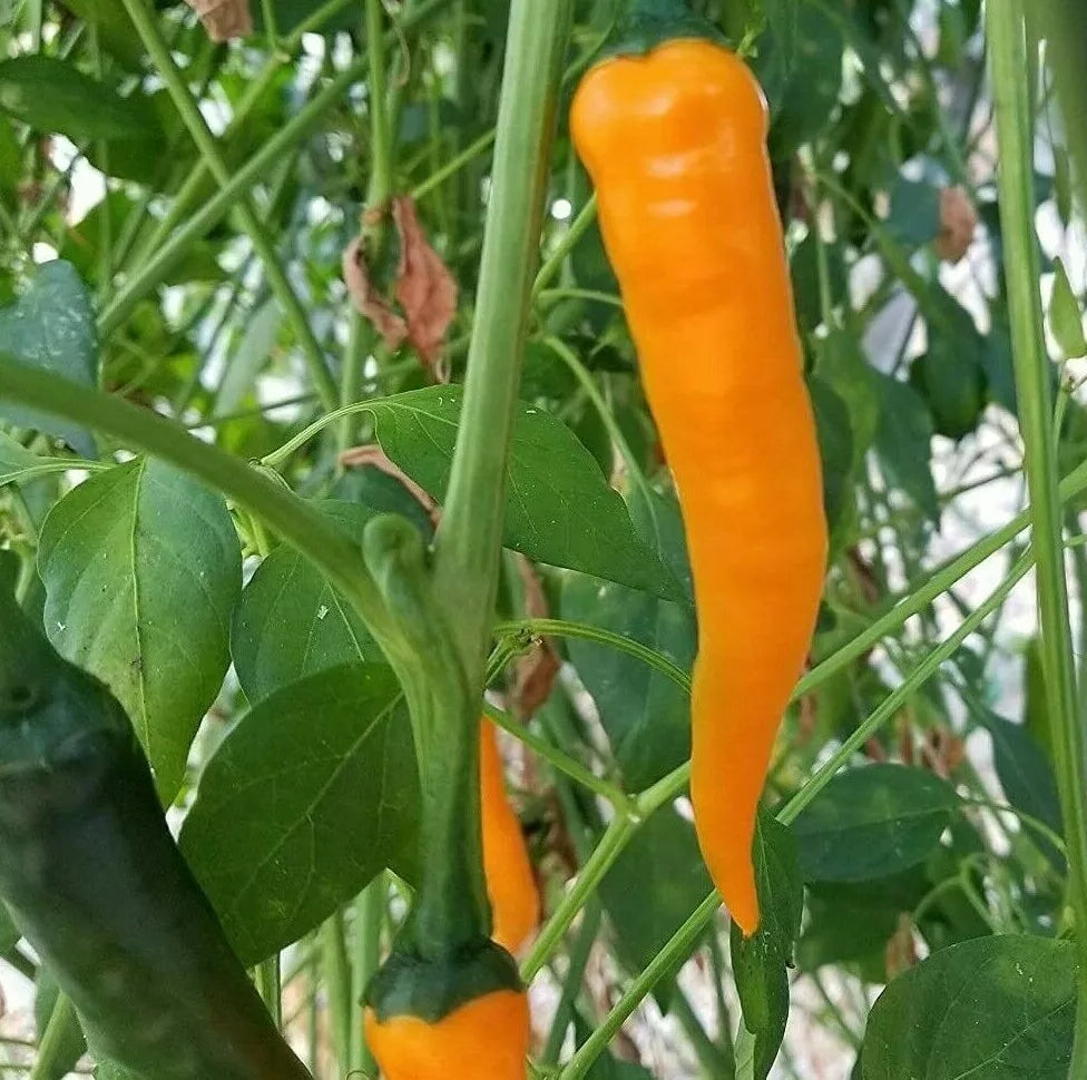 Orange Cayenne Pepper Seeds - 30+ Seeds, Spicy Hot Pepper for Salsa, Capsicum annuum, Garden, Container Planting