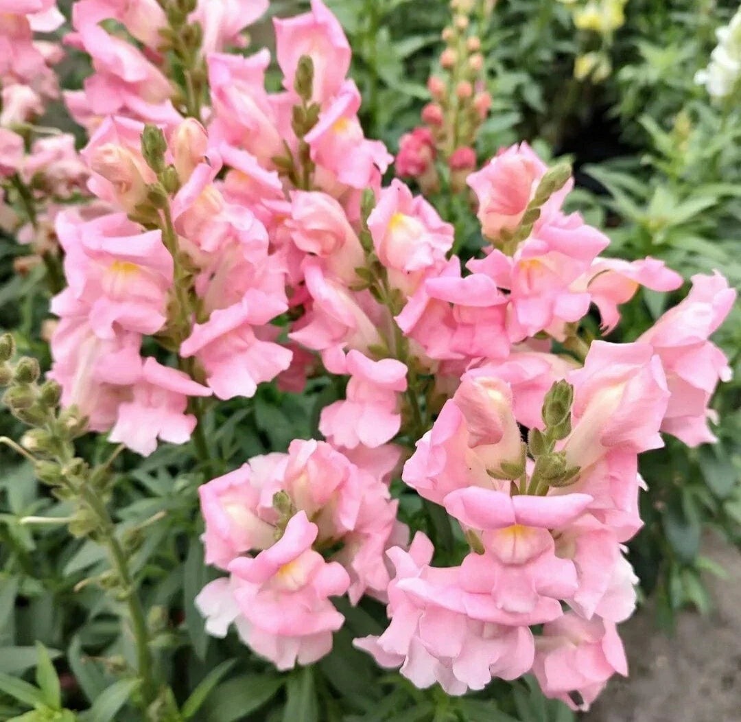 Snapdragon Seeds - 200 Count - Apple Blossom Variety - Antirrhinum majus - Vibrant Pink and White Blooms for Gardens