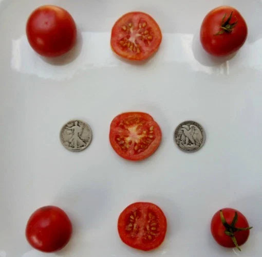 Oregon Spring Tomato Seeds - Early Ripening - Pack of 25