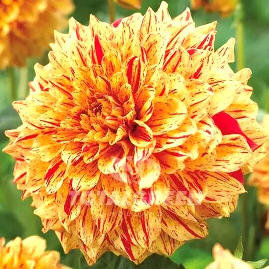 Dahlia Gloriosa Live Plant Bulb Tuber Variegated Yellow Red Flowers, 6.5" Blooms