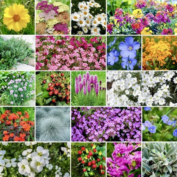 500+ Perennial Wildflower Seeds - Rock Garden Ground Cover Mix - 24 Native USA Varieties