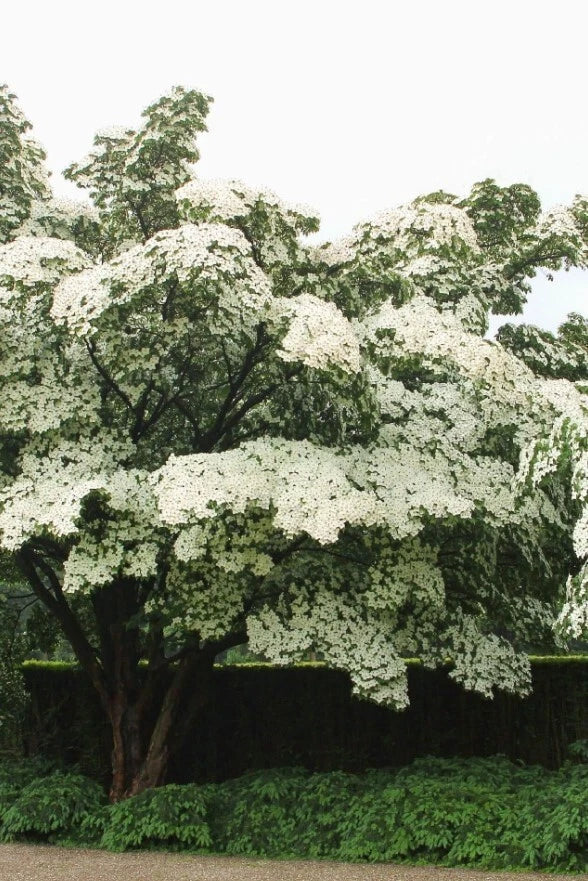 Kousa Dogwood Tree Starter Plant in 4-Inch Pot | Cornus kousa with White Flowers & Seasonal Berries