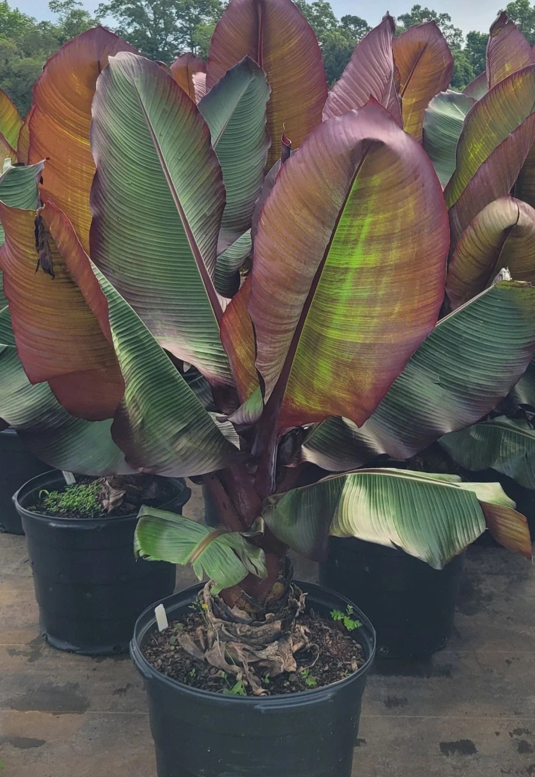 Red Banana Live Starter Plant - Musa Ensete Maurelli - Tropical Fruit Plant for Garden or Indoor Use