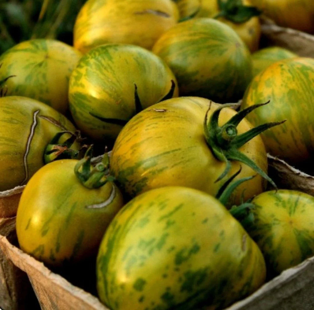 Green Zebra Tomato Seeds - Non-GMO Heirloom Lycopersicon esculentum, Striped Green & Yellow, High Yield, Packaged Seeds