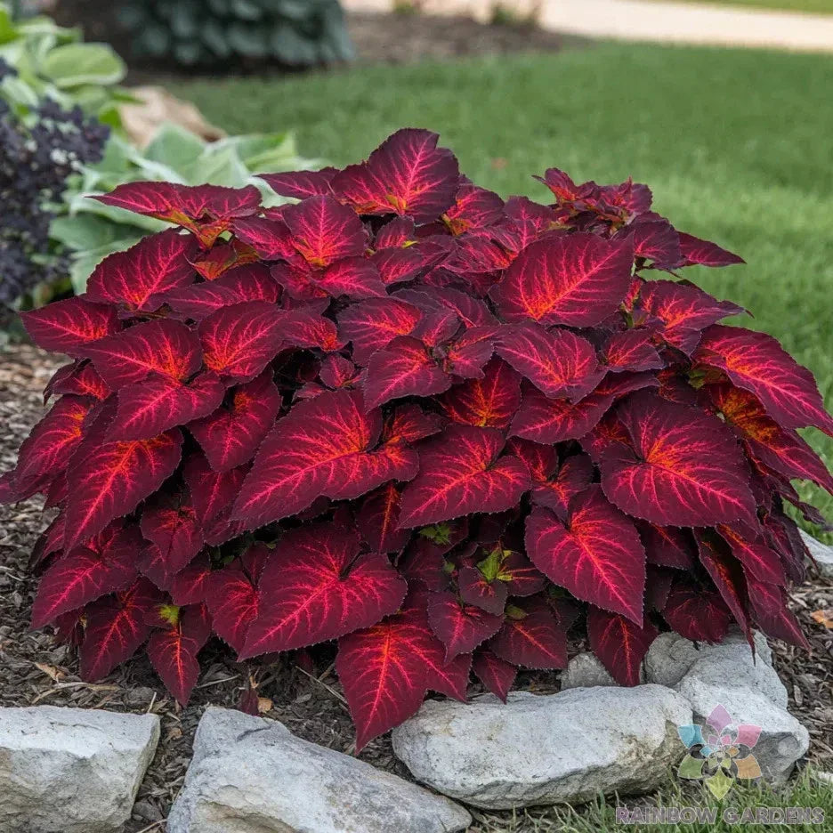 Coleus Seeds - 25+ Superfine Rainbow Volcano - USA Grown - Free Shipping