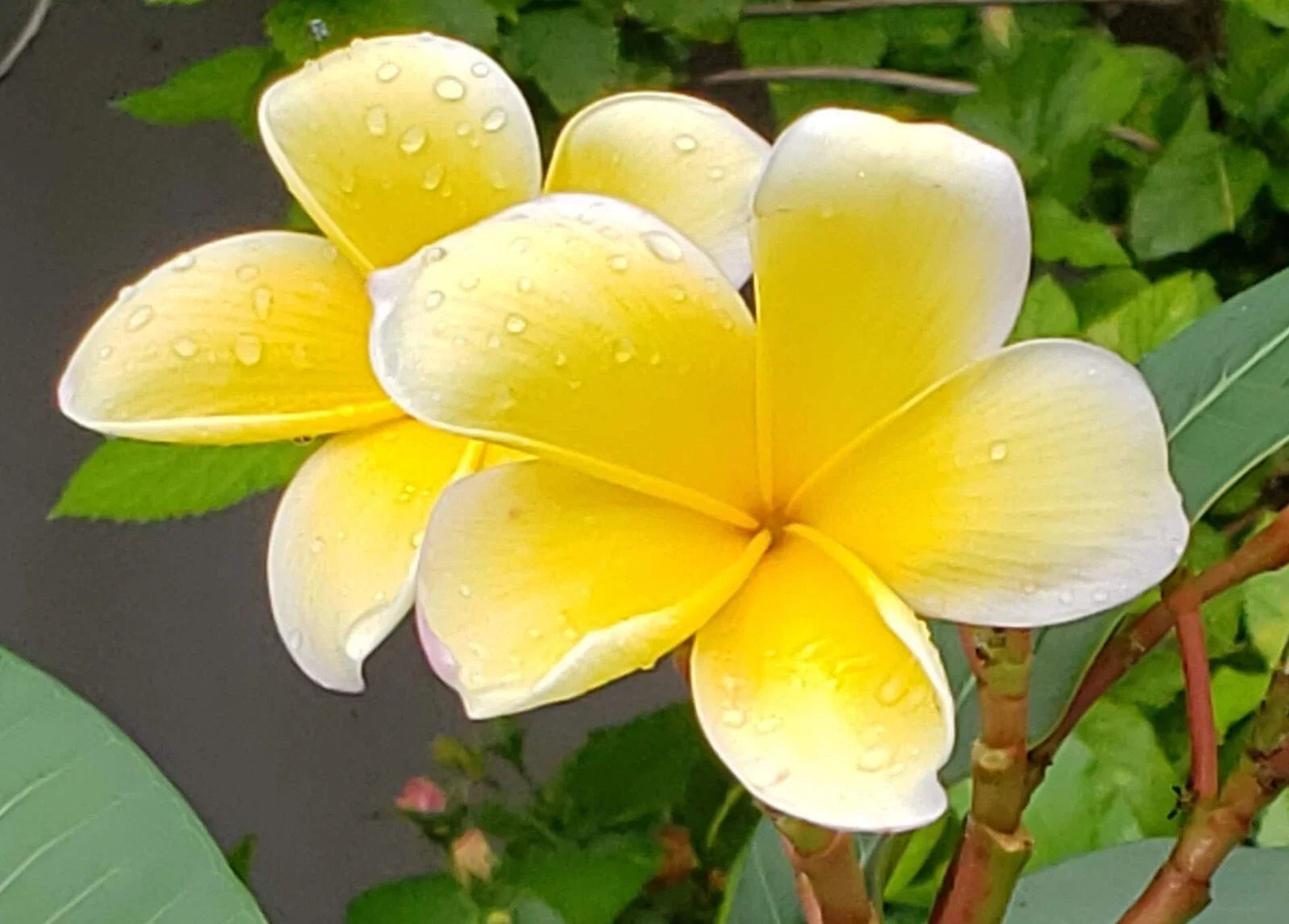 Yellow Plumeria Cuttings - Frangipani Plant for Gardening - Plumeria rubra var. lutea