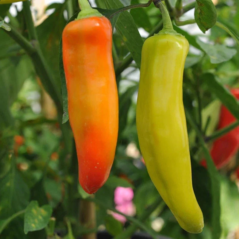Hungarian Wax Hot Pepper Seeds - Non-GMO Capsicum annuum for Garden & Culinary Use