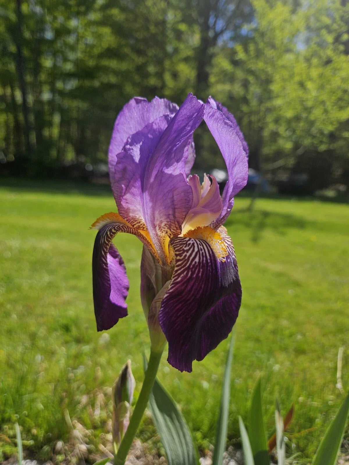 Bearded Iris Rhizomes - Bare Root - White, Purple, Yellow - Iris germanica Perennial Garden Flowers