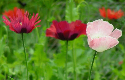 Poppy Seeds Pepperbox Mix - 85 Seeds - GroCo USA Flower Seeds