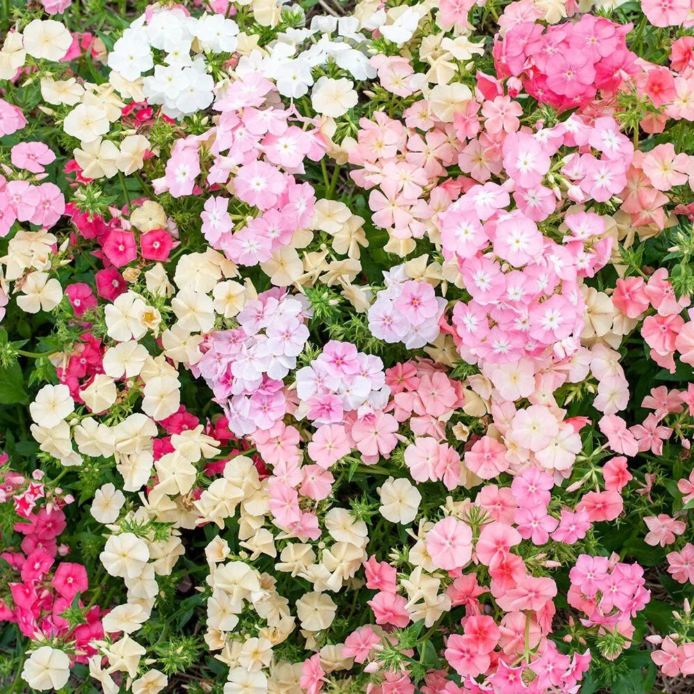 Sheep Phlox Seeds – 100+ Phlox stolonifera Perennial Ground Cover for Gardens – Attracts Pollinators, Easy to Grow, Free Shipping