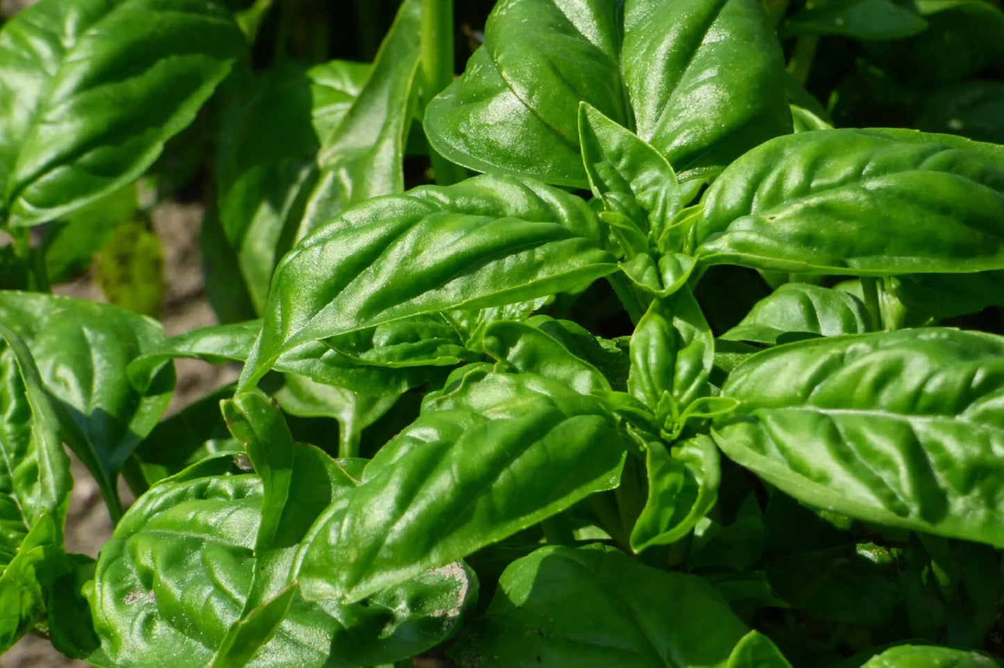 Italian Large Leaf Basil Seeds - 200+ Pack, Ocimum basilicum, Aromatic Culinary Herb for Pesto & Garden Growth