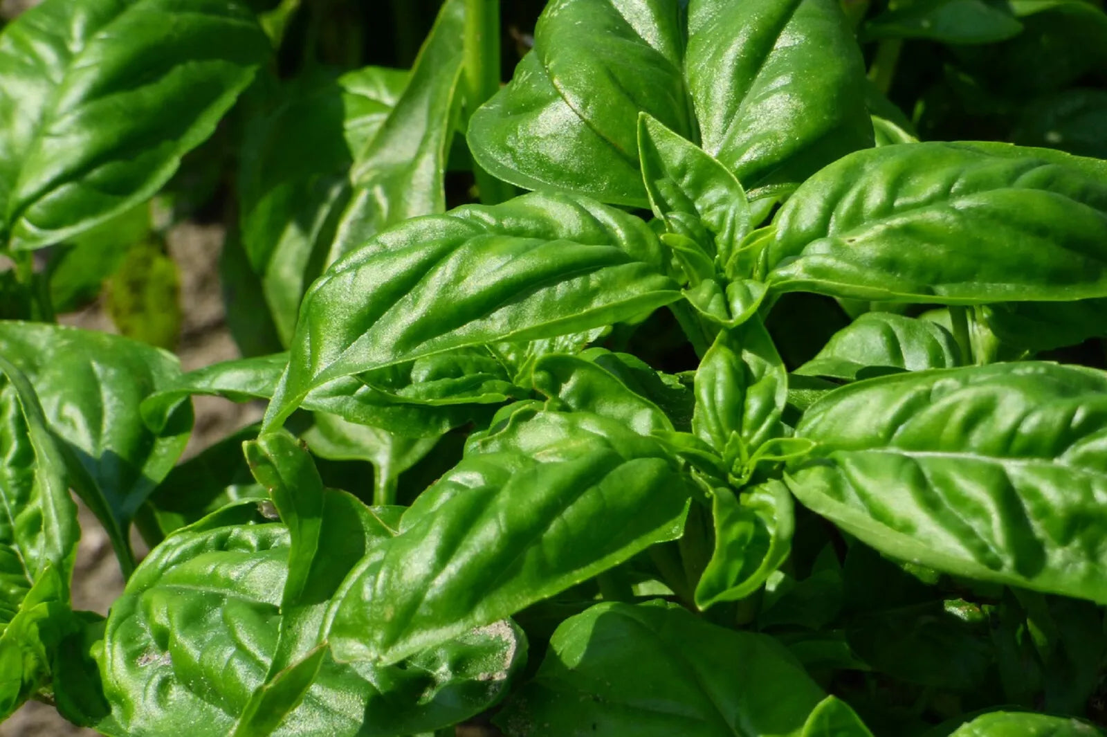 Italian Large Leaf Basil Seeds - 200+ Pack, Ocimum basilicum, Aromatic Culinary Herb for Pesto & Garden Growth