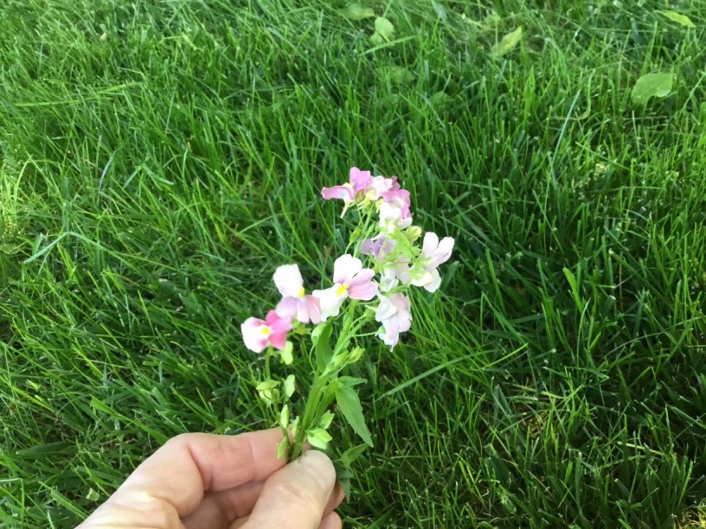 Nemesia Seeds - 150 Count - Poetry Opal Innocence - Perennial Cape Snapdragon
