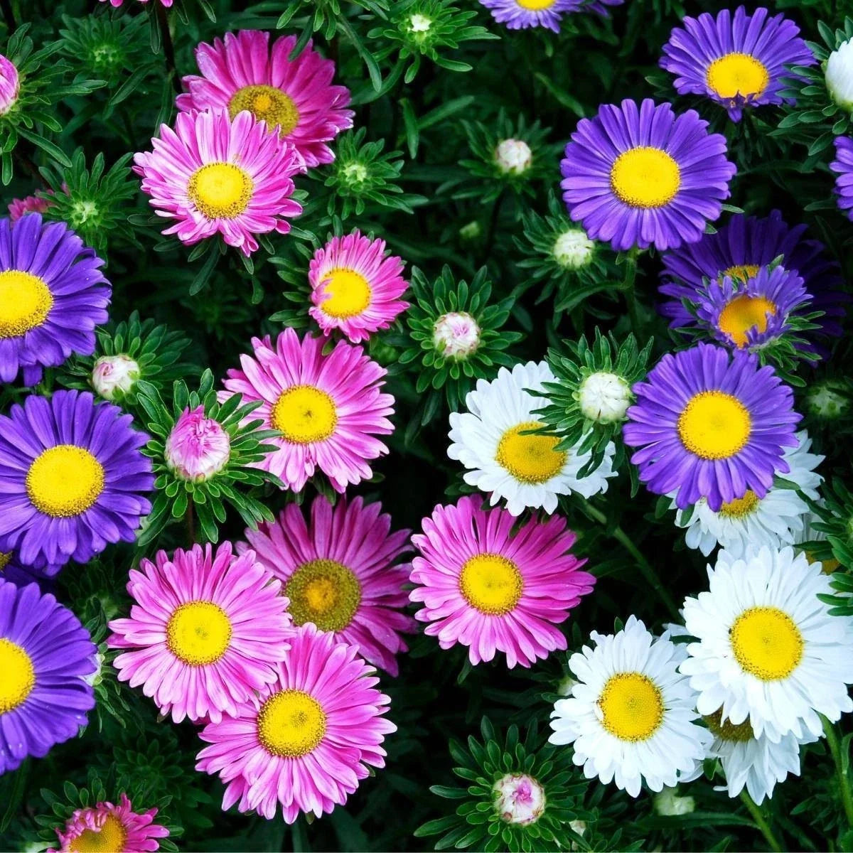 China Aster Seeds - Rainbow Mix - 2000+ Open Pollinated Non-GMO - Callistephus chinensis Flower Seeds