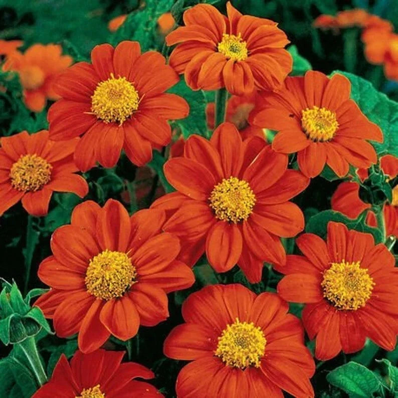 Tithonia Seeds - 50 Organic Fiesta Del Sol Mexican Sunflower Seeds - Bright Orange Blooms, Easy to Grow, USA Grown