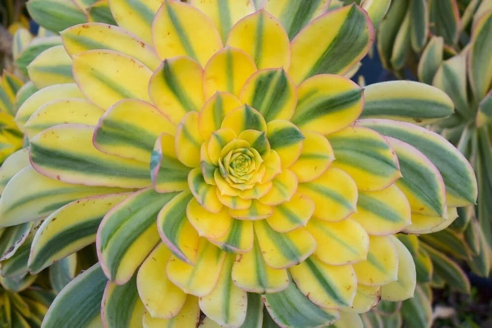 Sunburst Succulent Seeds - Aeonium davidbramwellii - Drought-Tolerant Plant for Gardens & Containers - 40 Pack