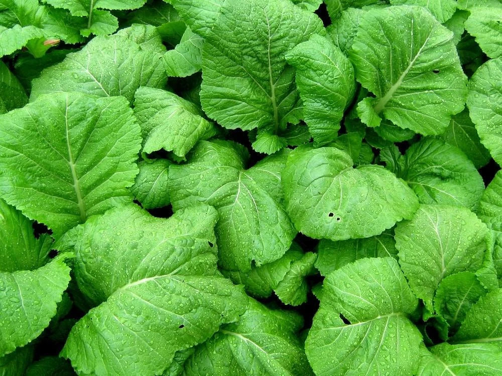 Florida Broadleaf Mustard Seeds - Loose Leaf Vegetable Seeds - Brassica juncea - Non-GMO, USA Grown, Fast-Growing, Edible Greens