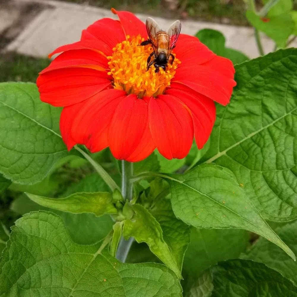 Mexican Torch Sunflower Seeds - Vibrant Yellow, Attracts Bees & Butterflies, Helianthus Debilis, Wildflower Seed Packet