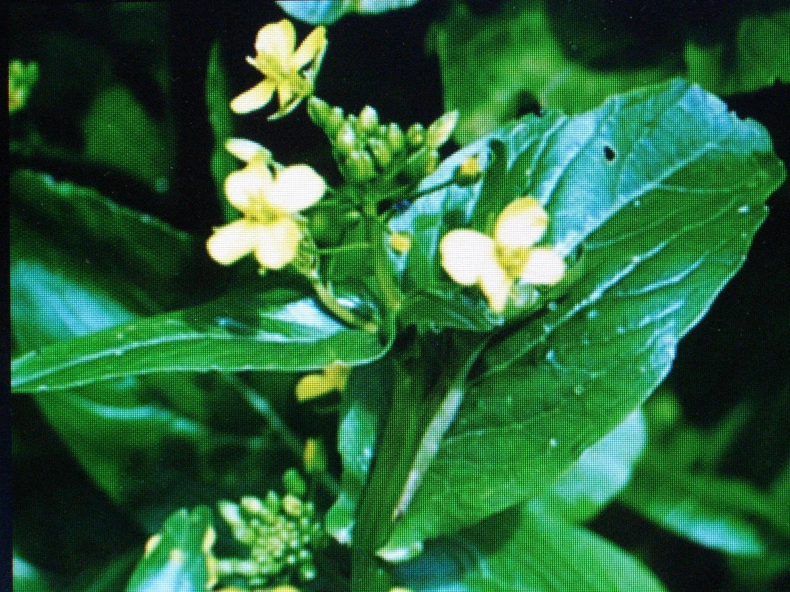 Tsai Sim Seeds - Chinese Green Brassica rapa var. chinensis for Salads & Stir Fry, Tender Leaves & Sweet Flower Buds