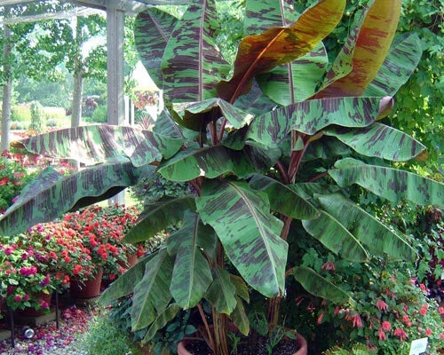 Variegated Sumatrana Rojo Blood Banana Starter Plant – Musa acuminata – Tropical Indoor/Outdoor Foliage Plant