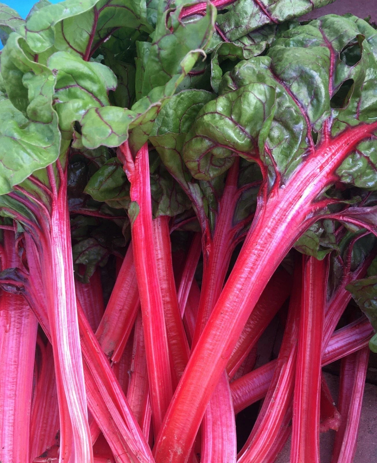 Organic Red Swiss Chard Seeds - 50+ Pack, Beta vulgaris subsp. cicla, Nutrient-Rich, Non-GMO, USA Grown