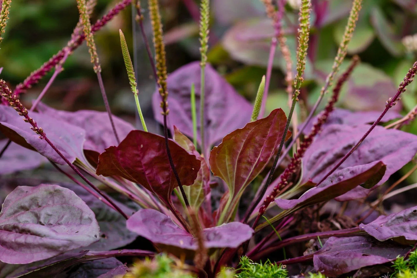 Purple Plantain Seeds 100 Count | Plantago Major Purpurea | Hardy Herb for Garden & Culinary Use